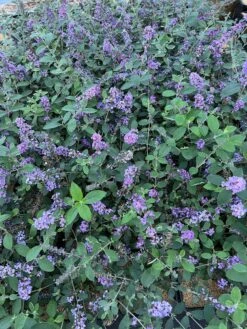 New Release -Rooted Bud Sales 55E266CF D817 45A1 85DD 473776036DA4