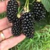 Big Daddy Blackberry