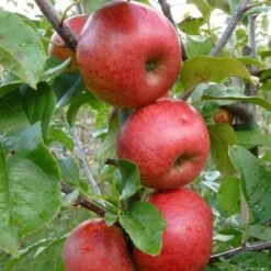 Unbeatable Urban Apple Bundle (3 Trees) -Rooted Bud Sales AppleRedWindsor