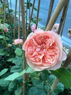 FLAVORETTE™ Honey-Apricot Rose -Rooted Bud Sales D523EFDA 5A0E 479B 842A 2757DCD6376E