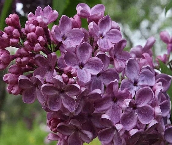 Frank's Fancy Lilac 1 Frank's Fancy Lilac