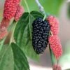 Black Beauty Fruiting Mulberry