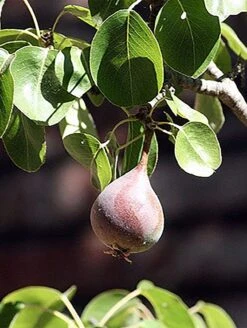 Moonglow Pear 5 Moonglow Pear -Rooted Bud Sales MoonGlow Pyrus communis leaffruit Jean ccby20