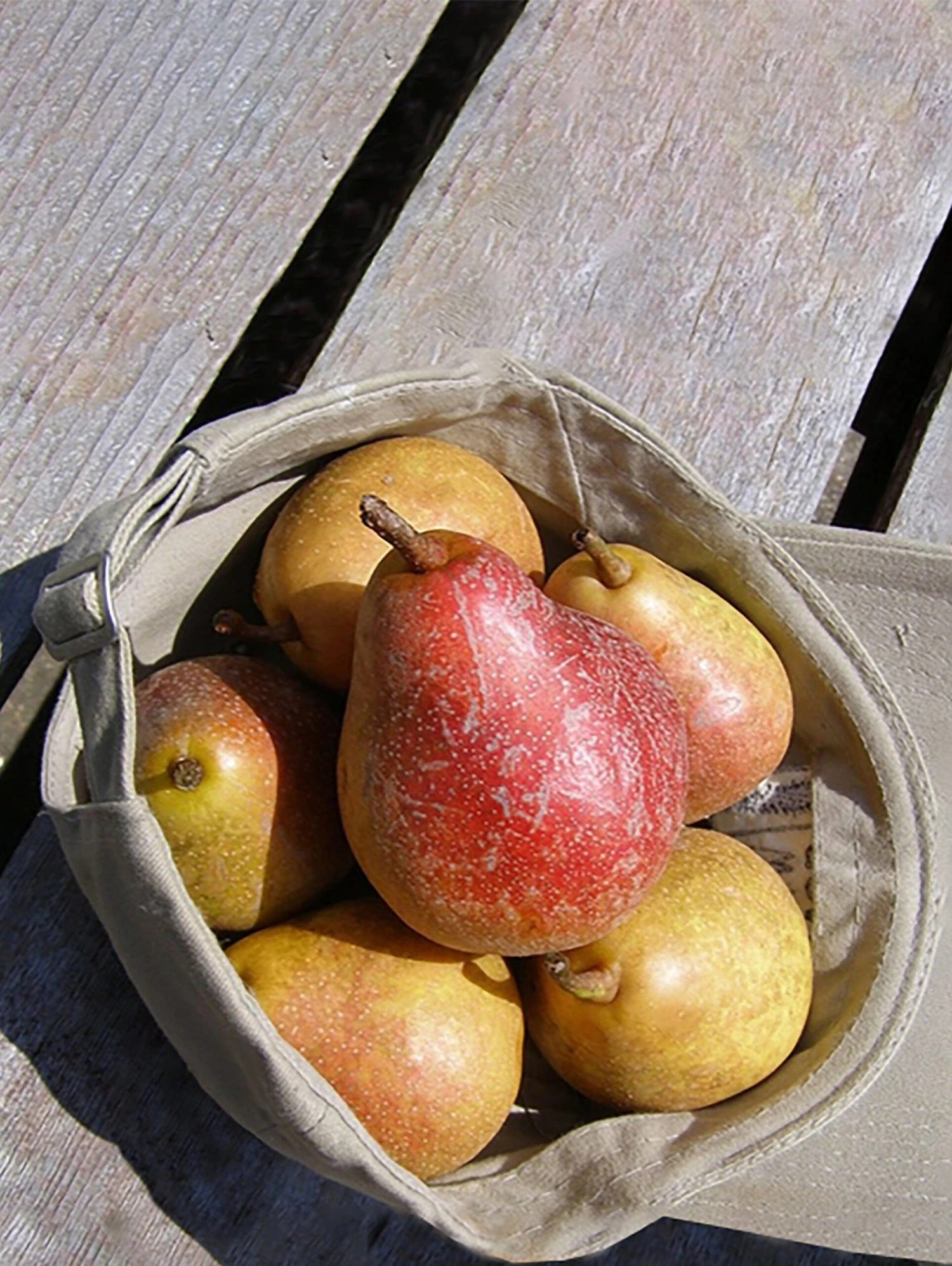 Moonglow Pear 1 Moonglow Pear