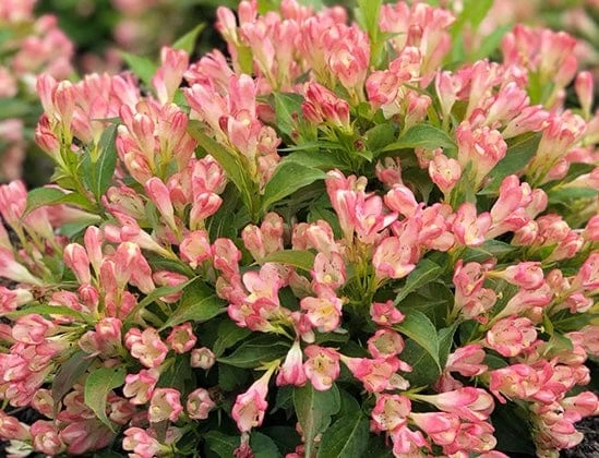 Alpha Peach Kisses™ Weigela 1 Alpha Peach Kisses™ Weigela