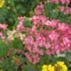 Pokeys Pink Flowering Currant