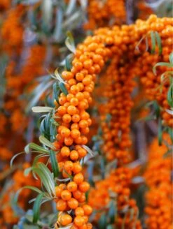 Star Of Altai Sea Berry™