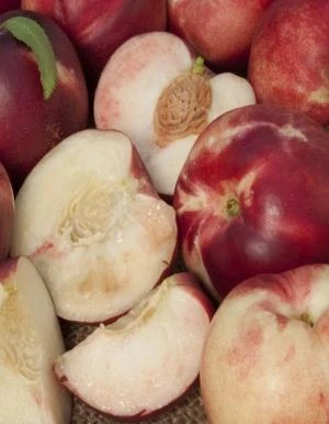 Arctic Babe Nectarine-Miniature 1 Arctic Babe Nectarine-Miniature