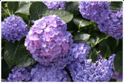 Let's Dance® Blue Jangles® Reblooming Hydrangea -Rooted Bud Sales bjangle