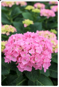 Let's Dance® Blue Jangles® Reblooming Hydrangea -Rooted Bud Sales bjangle2