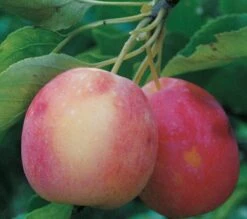 Centennial Crabapple