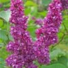 Charles Joly Lilac
