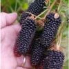 Columbia Giant Thornless Blackberry
