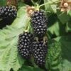 Columbia Star Thornless Blackberry