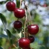Craig's Crimson Cherry