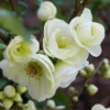 Double Take Eternal White™ Flowering Quince