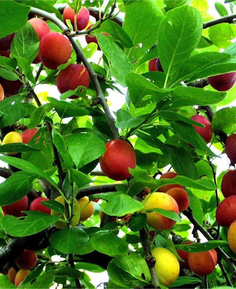 Early Laxton European Plum 1 Early Laxton European Plum