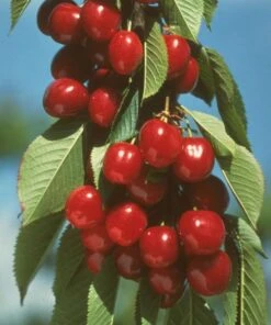 Early Burlat Cherry