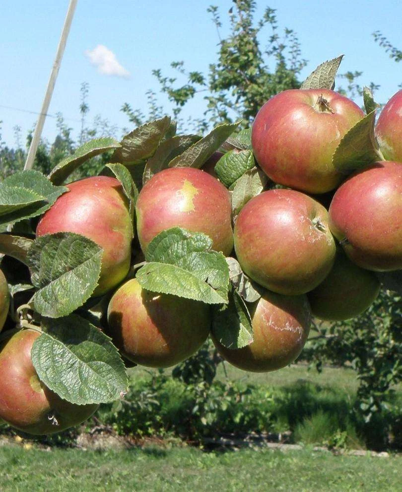 Combination Cider Apple Tree (3 Varieties) 1 Combination Cider Apple Tree (3 Varieties)