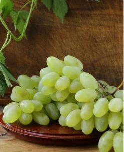 Gratitude Seedless Grape