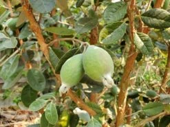 Rooted Bud Sales -Rooted Bud Sales how to grow pineapple guava feijoa feature