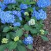 Double Down® Hydrangea