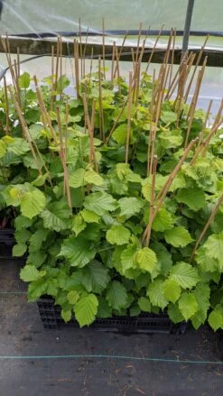 McDonald Filbert Hazelnut