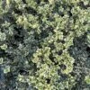 Alpha Variegated Boxwood