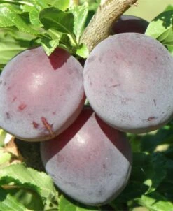 Kuban Comet Asian Plum