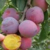 Moldavian European Plum