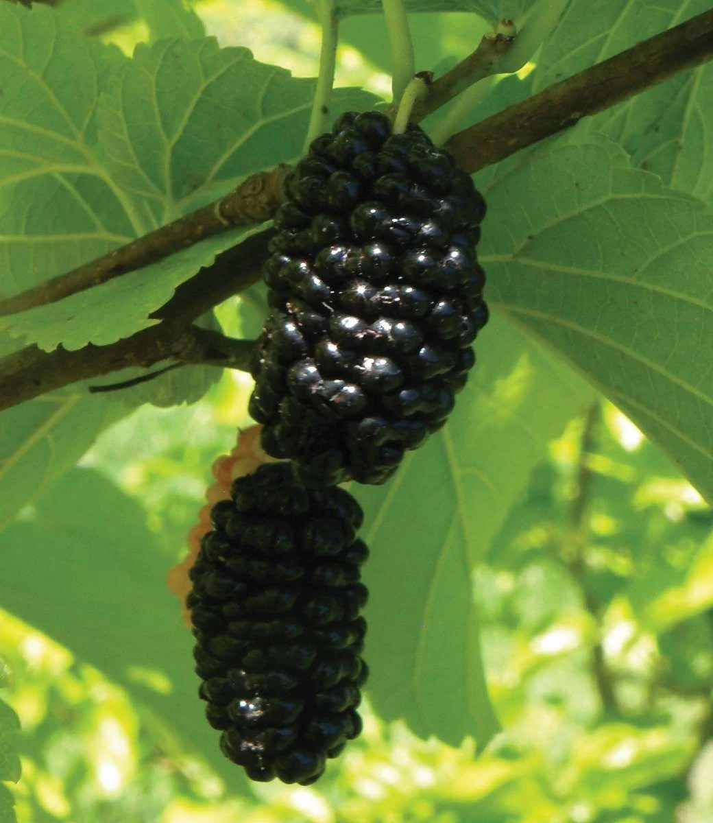 Silk Hope Mulberry 1 Silk Hope Mulberry