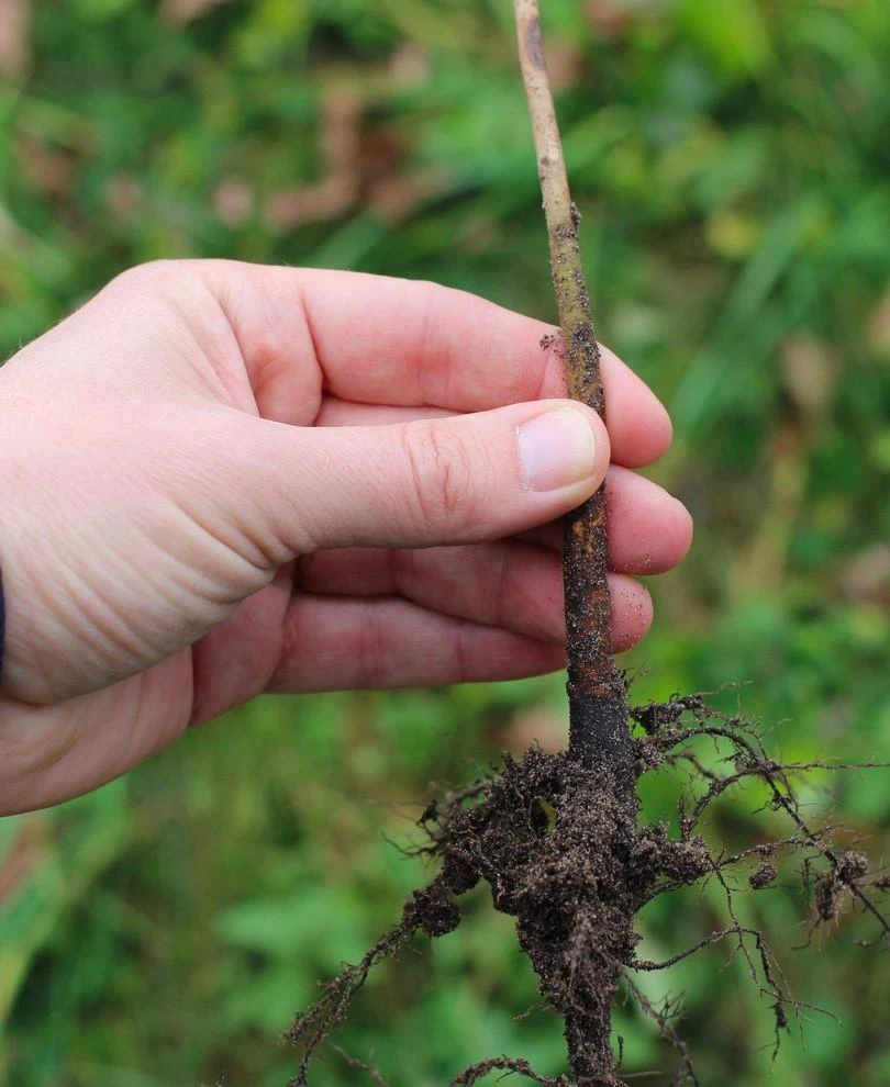 Budagovski 9 Apple Rootstock 1 Budagovski 9 Apple Rootstock