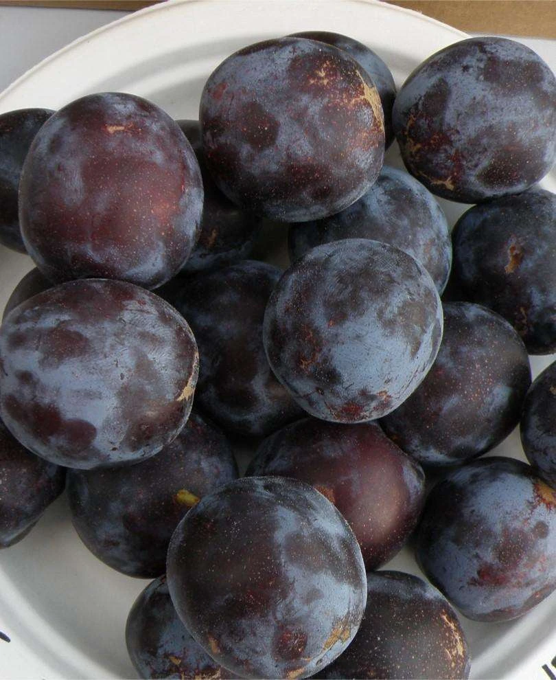 Sanctus Hubertus European Plum 1 Sanctus Hubertus European Plum