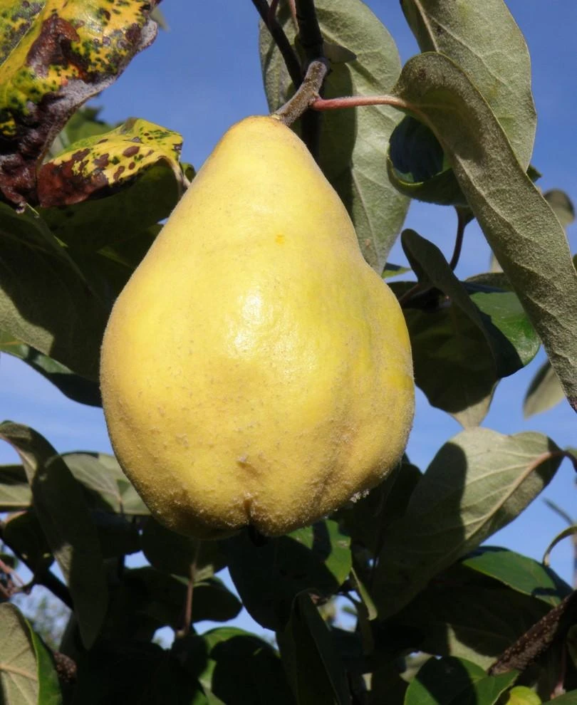 Seker Gevrek Quince 1 Seker Gevrek Quince