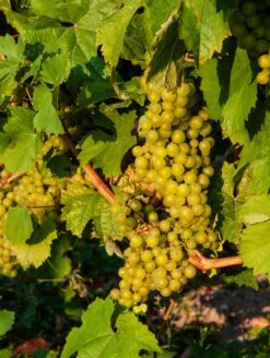 Madeleine Angevine Grape