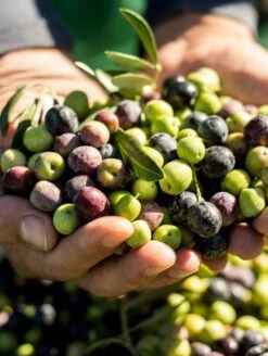 Arbequina Olive