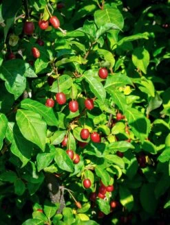 Raintree Select Goumi