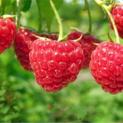 Boyne Raspberry