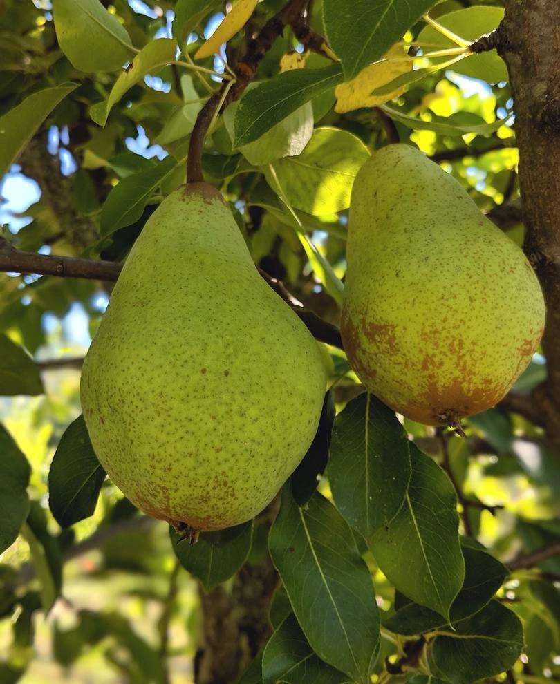 Butt European Perry Pear 1 Butt European Perry Pear
