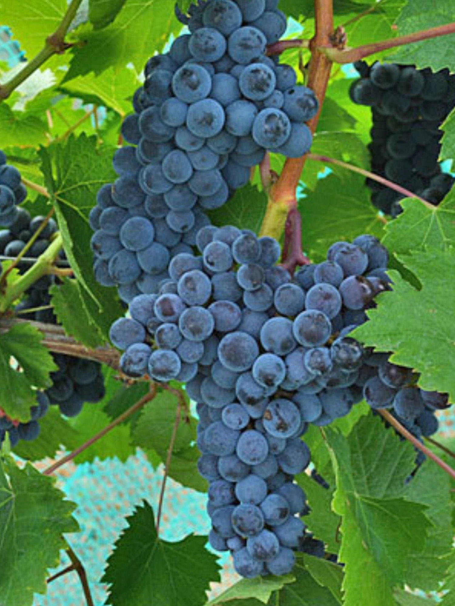 Muscat Of Norway Grape 1 Muscat Of Norway Grape