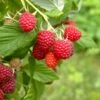 Caroline Raspberry Bundle (5 Plants)