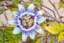 Blue Crown Passionflower