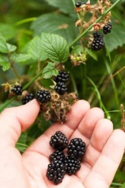 Wild Treasure Thornless Trailing Blackberry