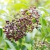 Wyldewood Elderberry