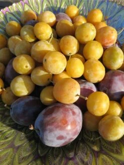 New Release -Rooted Bud Sales shutterstock 1427325371