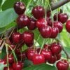 Danube Cherry