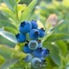Blueray Blueberry
