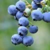 Bushel And Berry® Perpetua® Blueberry