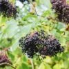 Korsor Elderberry