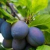 Combo European Plum Tree (4 Varieties)